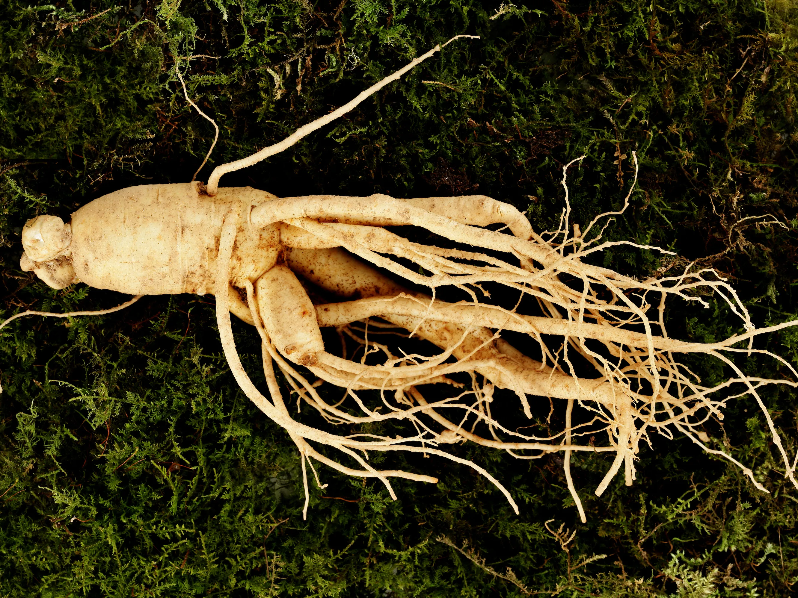 Rare Botanicals