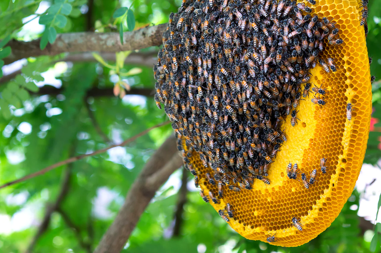 Borneo Wild Honey